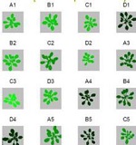 PlantScreen高通量植物表型成像分析系統（自動傳送版）