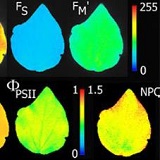 PlantScreen高通量植物表型成像分析系統（自動傳送版）