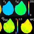 PlantScreen高通量植物表型成像分析系統（XYZ三維成像版）