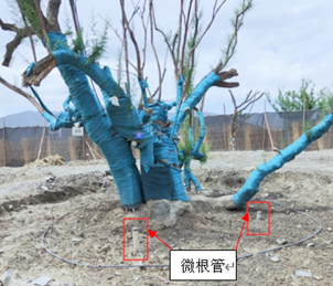 植物3D根系生長監測系統
