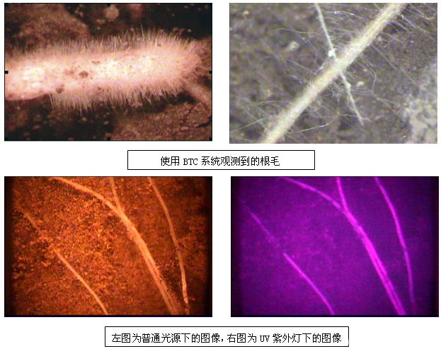 觀測到的根毛