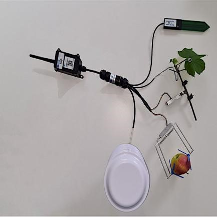 植物無線數據傳輸測量系統